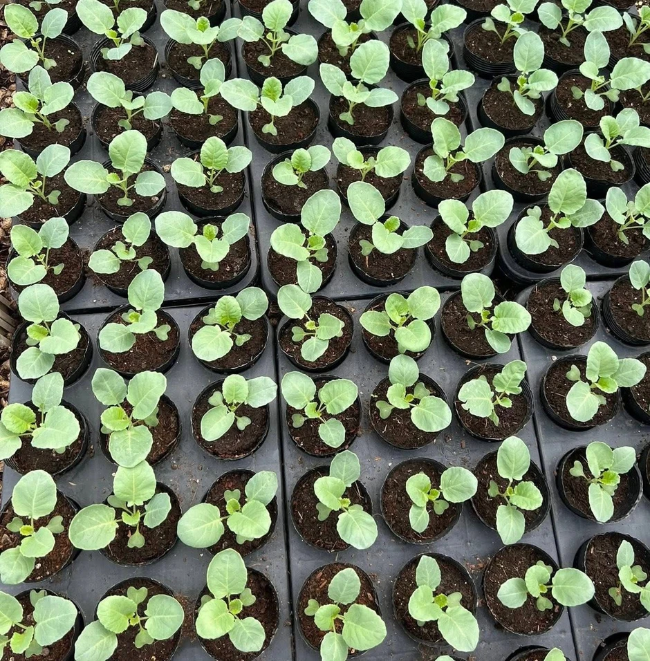 Khu vườn 40m² trên sân thượng ở TP.HCM: Rau xanh ăn quanh năm, chiều nào gia chủ cũng lên “xả stress” Khu vườn 40m² trên sân thượng ở TP.HCM: Rau xanh ăn quanh năm, chiều nào gia chủ cũng lên “xả stress”
