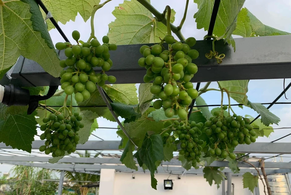 Khu vườn 40m² trên sân thượng ở TP.HCM: Rau xanh ăn quanh năm, chiều nào gia chủ cũng lên “xả stress” Khu vườn 40m² trên sân thượng ở TP.HCM: Rau xanh ăn quanh năm, chiều nào gia chủ cũng lên “xả stress”
