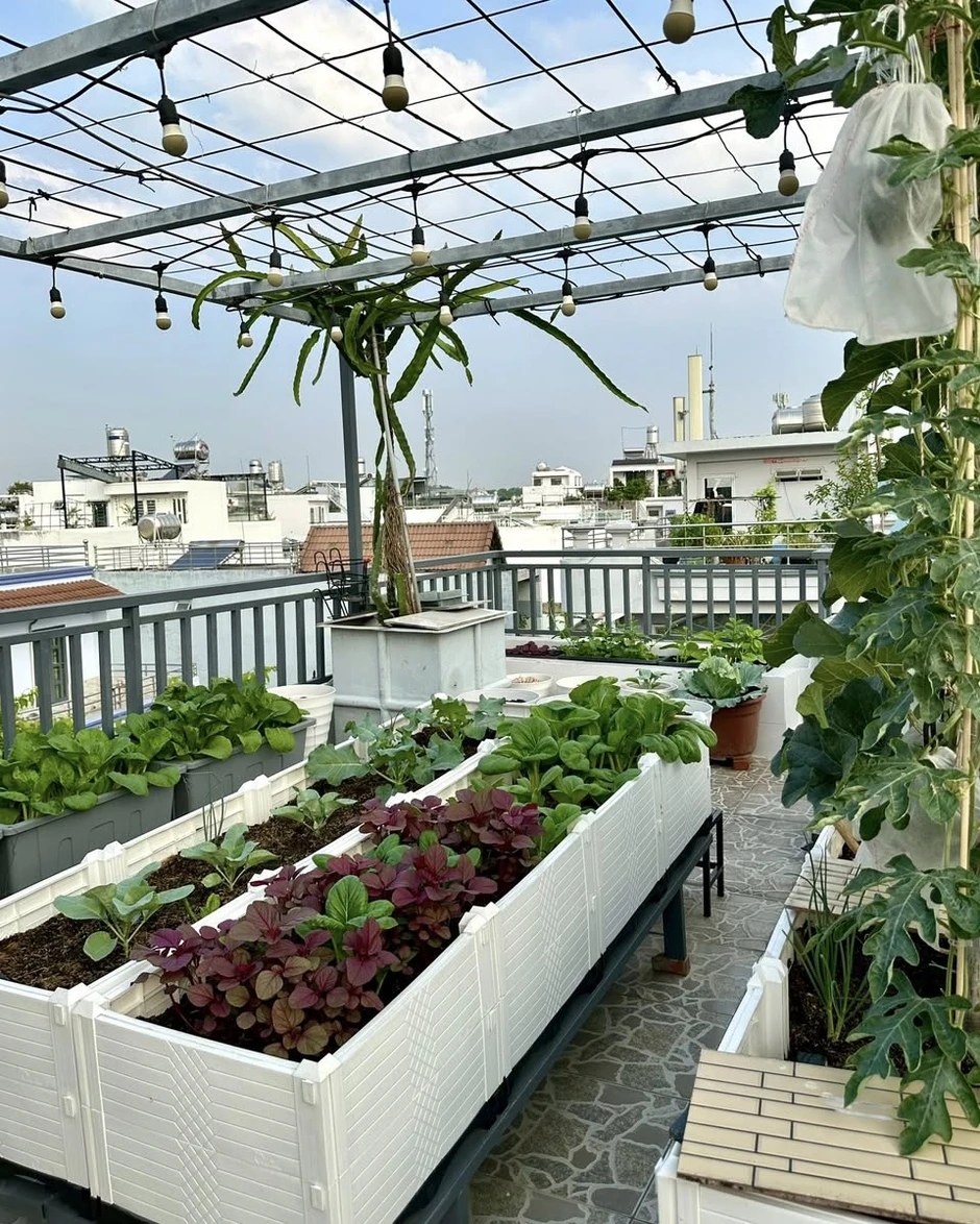 Khu vườn 40m² trên sân thượng ở TP.HCM: Rau xanh ăn quanh năm, chiều nào gia chủ cũng lên “xả stress” Khu vườn 40m² trên sân thượng ở TP.HCM: Rau xanh ăn quanh năm, chiều nào gia chủ cũng lên “xả stress”