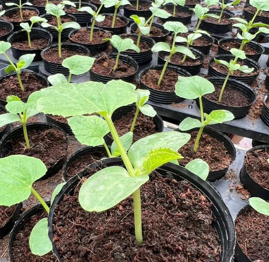 Khu vườn 40m² trên sân thượng ở TP.HCM: Rau xanh ăn quanh năm, chiều nào gia chủ cũng lên “xả stress” Khu vườn 40m² trên sân thượng ở TP.HCM: Rau xanh ăn quanh năm, chiều nào gia chủ cũng lên “xả stress”