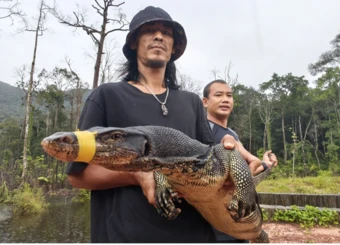 Kỳ đà hoa dài 2 mét, nặng 20 kg bò vào bếp một nhà hàng ở Phú Quốc