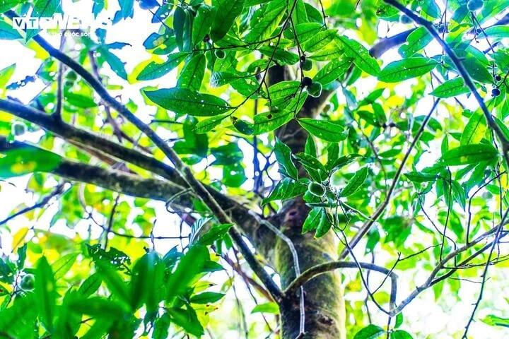 Lạc giữa đại ngàn đất mỏ Quảng Ninh, chạm vào ‘báu vật xanh’ hàng trăm năm tuổi Lạc giữa đại ngàn đất mỏ Quảng Ninh, chạm vào ‘báu vật xanh’ hàng trăm năm tuổi
