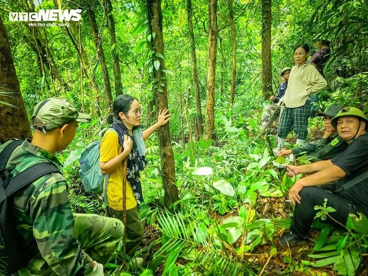 Lạc giữa đại ngàn đất mỏ Quảng Ninh, chạm vào ‘báu vật xanh’ hàng trăm năm tuổi Lạc giữa đại ngàn đất mỏ Quảng Ninh, chạm vào ‘báu vật xanh’ hàng trăm năm tuổi