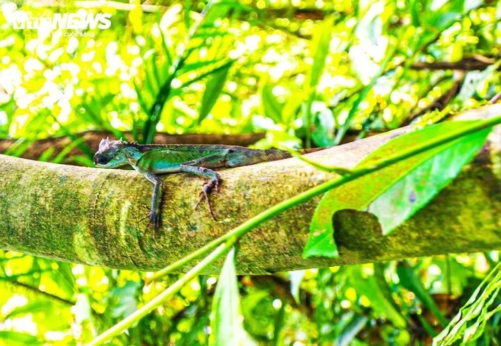 Lạc giữa đại ngàn đất mỏ Quảng Ninh, chạm vào ‘báu vật xanh’ hàng trăm năm tuổi Lạc giữa đại ngàn đất mỏ Quảng Ninh, chạm vào ‘báu vật xanh’ hàng trăm năm tuổi