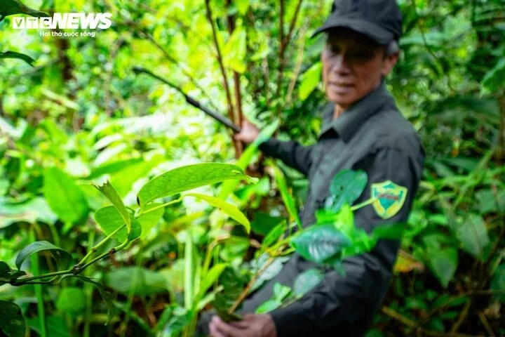 Lạc giữa đại ngàn đất mỏ Quảng Ninh, chạm vào ‘báu vật xanh’ hàng trăm năm tuổi Lạc giữa đại ngàn đất mỏ Quảng Ninh, chạm vào ‘báu vật xanh’ hàng trăm năm tuổi