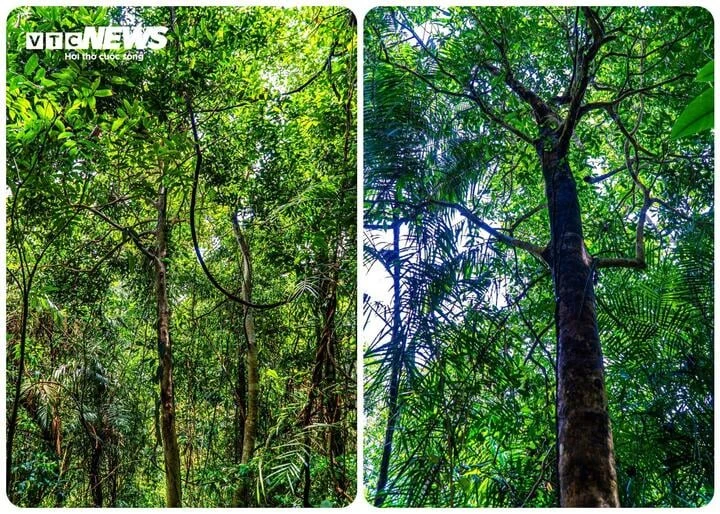 Lạc giữa đại ngàn đất mỏ Quảng Ninh, chạm vào ‘báu vật xanh’ hàng trăm năm tuổi Lạc giữa đại ngàn đất mỏ Quảng Ninh, chạm vào ‘báu vật xanh’ hàng trăm năm tuổi
