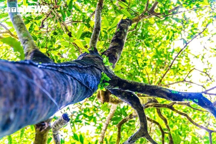 Lạc giữa đại ngàn đất mỏ Quảng Ninh, chạm vào ‘báu vật xanh’ hàng trăm năm tuổi Lạc giữa đại ngàn đất mỏ Quảng Ninh, chạm vào ‘báu vật xanh’ hàng trăm năm tuổi