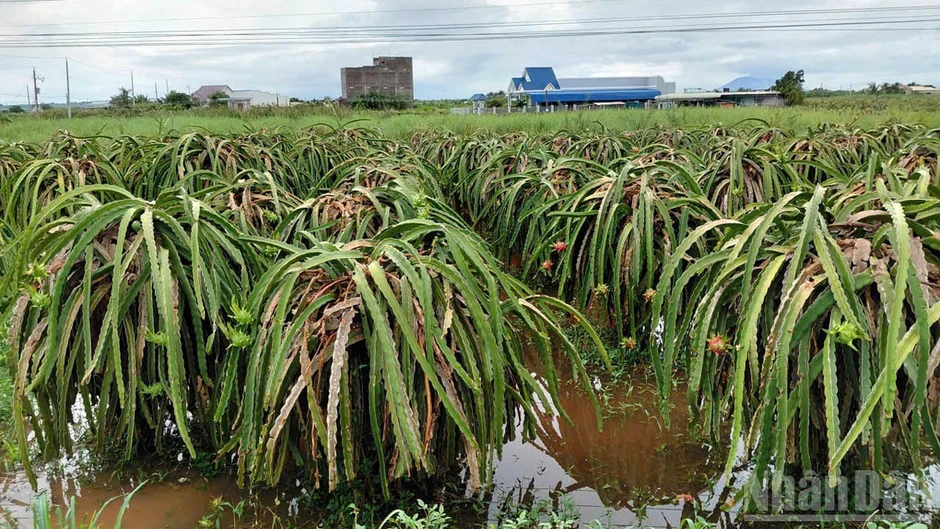 Lâm Đồng chủ động ứng phó mưa lũ