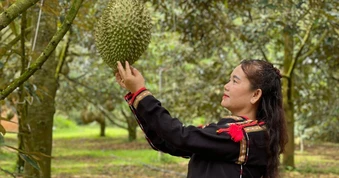 Lễ hội sầu riêng Đắk Lắk 2026: Kỷ lục 101 món ăn, show diễn ánh sáng cực đỉnh