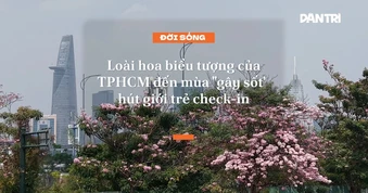 Loài hoa biểu tượng của TPHCM đến mùa "gây sốt", hút giới trẻ check-in
