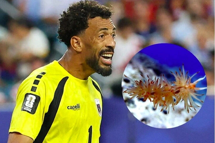 Loài sên biển mang tên thủ môn Cape Verde sau kỳ tích tại World Cup 2026 Loài sên biển mang tên thủ môn Cape Verde sau kỳ tích tại World Cup 2026