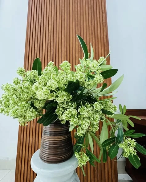 Lời khuyên cắm hoa sữa trong nhà cho không gian dễ chịu mùa thu Hà Nội