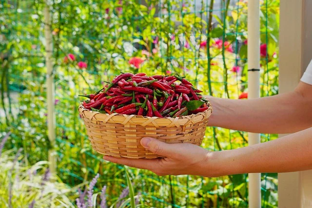 Lời khuyên cho gia đình trồng cây ớt an toàn và hiệu quả tại nhà Lời khuyên cho gia đình trồng cây ớt an toàn và hiệu quả tại nhà