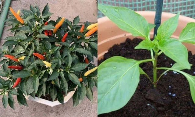 Lời khuyên cho gia đình trồng cây ớt an toàn và hiệu quả tại nhà Lời khuyên cho gia đình trồng cây ớt an toàn và hiệu quả tại nhà