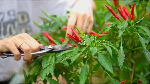 Lời khuyên cho gia đình trồng cây ớt an toàn và hiệu quả tại nhà Lời khuyên cho gia đình trồng cây ớt an toàn và hiệu quả tại nhà