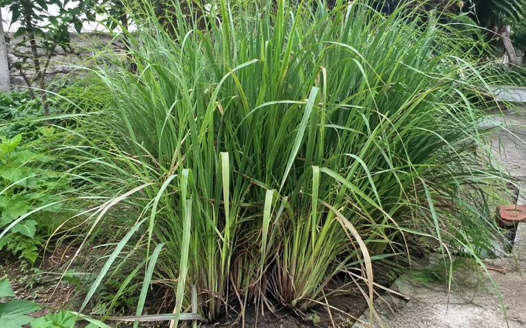 Lời khuyên đến tất cả các gia đình đang trồng cây sả Lời khuyên đến tất cả các gia đình đang trồng cây sả