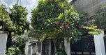 Lời khuyên trồng cây xanh trước cổng cho gia đình thêm đẹp và tiện nghi