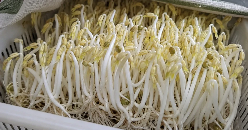 Lời khuyên trồng giá đỗ tại nhà an toàn và hiệu quả cho gia đình