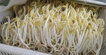 Lời khuyên trồng giá đỗ tại nhà an toàn và hiệu quả cho gia đình