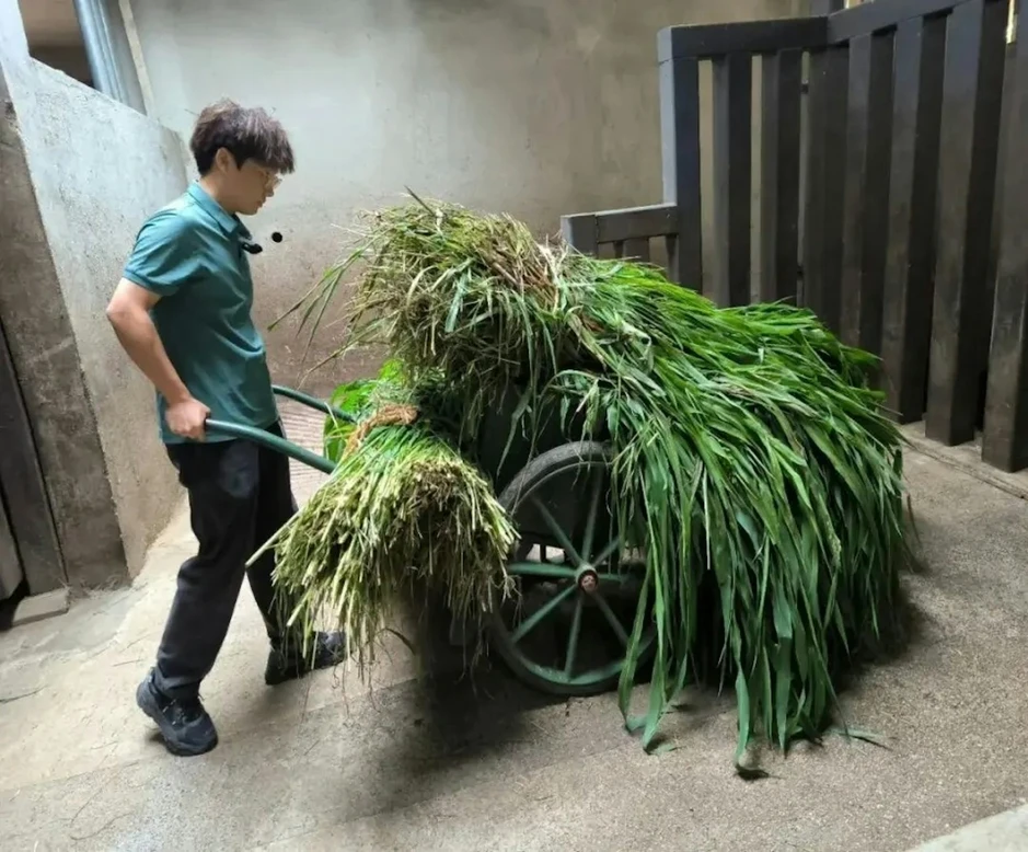 Lời thú nhận của một thạc sĩ 28 tuổi làm nhân viên chăm sóc hà mã, phải dọn 250kg rác thải mỗi ngày