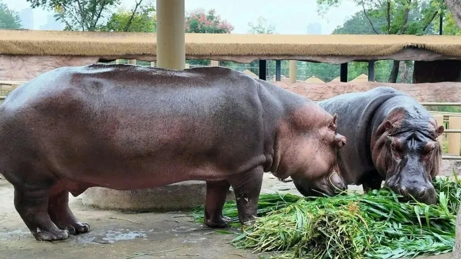 Lời thú nhận của một thạc sĩ 28 tuổi làm nhân viên chăm sóc hà mã, phải dọn 250kg rác thải mỗi ngày