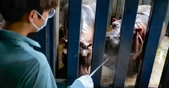 Lời thú nhận của một thạc sĩ 28 tuổi làm nhân viên chăm sóc hà mã, phải dọn 250kg rác thải mỗi ngày