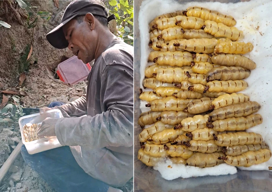 Luồn rừng đào 'sung thần dược', 'vàng đen', U50 Đồng Nai thu tiền triệu Luồn rừng đào 'sung thần dược', 'vàng đen', U50 Đồng Nai thu tiền triệu