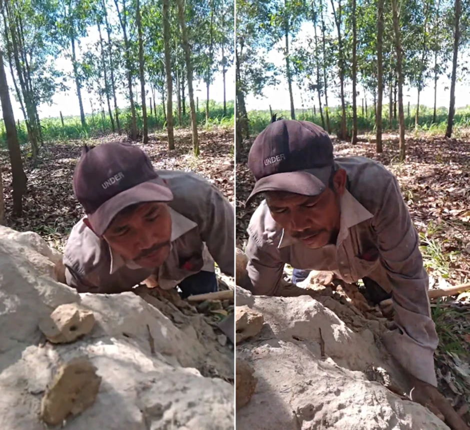 Luồn rừng đào 'sung thần dược', 'vàng đen', U50 Đồng Nai thu tiền triệu Luồn rừng đào 'sung thần dược', 'vàng đen', U50 Đồng Nai thu tiền triệu