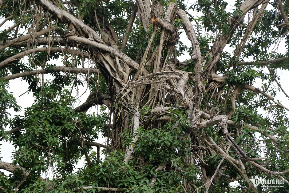 Lý do cây đa trăm tuổi đứng giữa đường bao biển đẹp nhất Quảng Ninh Lý do cây đa trăm tuổi đứng giữa đường bao biển đẹp nhất Quảng Ninh