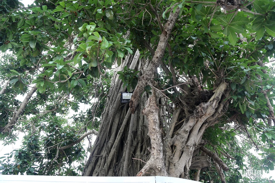 Lý do cây đa trăm tuổi đứng giữa đường bao biển đẹp nhất Quảng Ninh Lý do cây đa trăm tuổi đứng giữa đường bao biển đẹp nhất Quảng Ninh