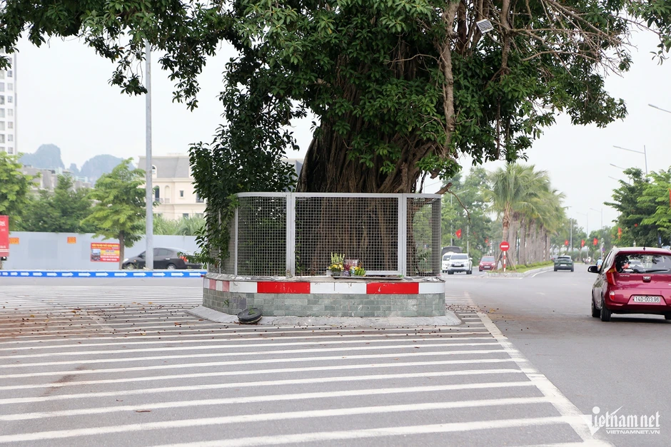 Lý do cây đa trăm tuổi đứng giữa đường bao biển đẹp nhất Quảng Ninh Lý do cây đa trăm tuổi đứng giữa đường bao biển đẹp nhất Quảng Ninh