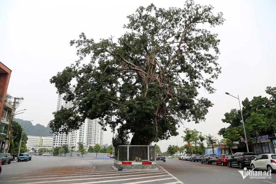 Lý do cây đa trăm tuổi đứng giữa đường bao biển đẹp nhất Quảng Ninh Lý do cây đa trăm tuổi đứng giữa đường bao biển đẹp nhất Quảng Ninh