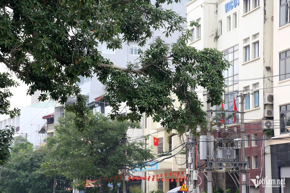 Lý do cây đa trăm tuổi đứng giữa đường bao biển đẹp nhất Quảng Ninh Lý do cây đa trăm tuổi đứng giữa đường bao biển đẹp nhất Quảng Ninh