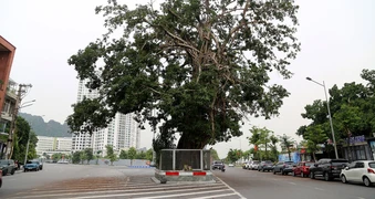 Lý do cây đa trăm tuổi đứng giữa đường bao biển đẹp nhất Quảng Ninh