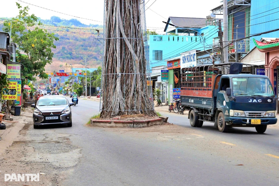 Lý do cây dầu 300 năm tuổi mọc giữa đường ở An Giang nhưng không thể đốn hạ Lý do cây dầu 300 năm tuổi mọc giữa đường ở An Giang nhưng không thể đốn hạ
