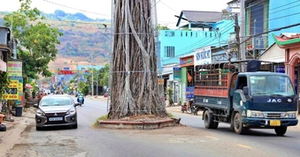 Lý do cây dầu 300 năm tuổi mọc giữa đường ở An Giang nhưng không thể đốn hạ
