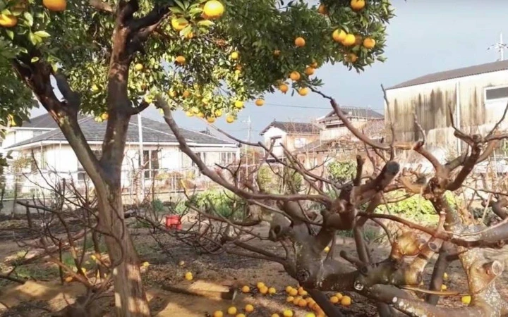Lý do một số người Nhật Bản chặt cây sau khi bị người khác xin quả Lý do một số người Nhật Bản chặt cây sau khi bị người khác xin quả