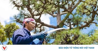 Lý do một số người Nhật Bản chặt cây sau khi bị người khác xin quả