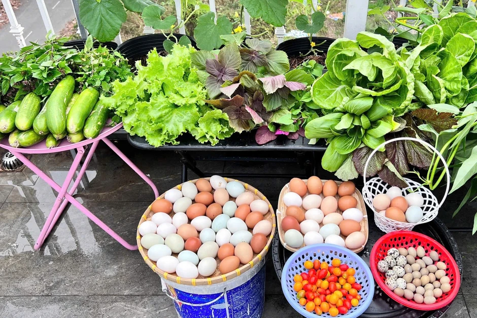 Mẹ đảm Đồng Nai làm "nông trại" trên mái nhà, nuôi gần 100 con gà đẻ trứng Mẹ đảm Đồng Nai làm "nông trại" trên mái nhà, nuôi gần 100 con gà đẻ trứng