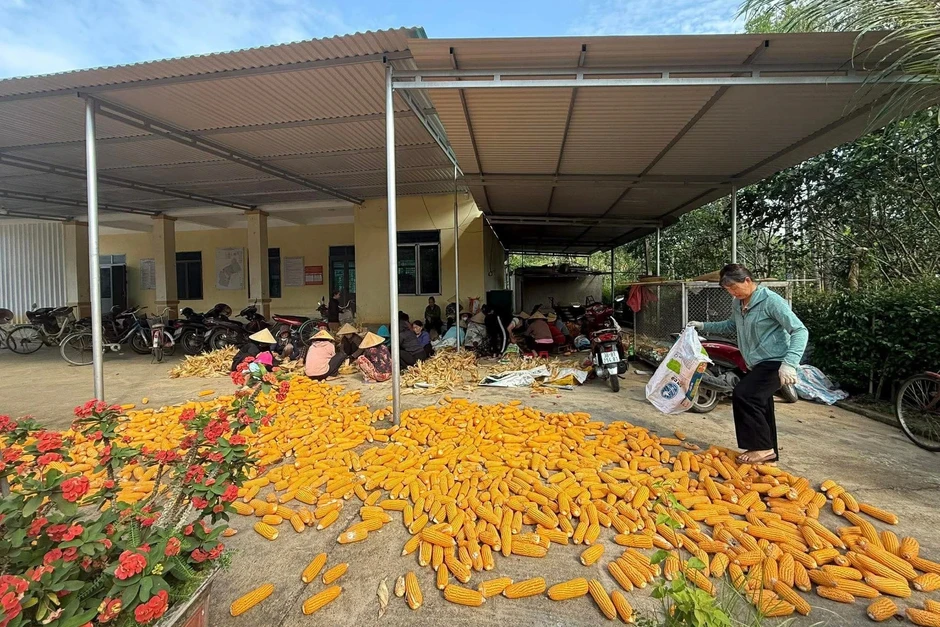Một người đi viện, cả làng xuống đồng gặt lúa giúp Một người đi viện, cả làng xuống đồng gặt lúa giúp