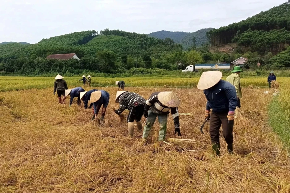 Một người đi viện, cả làng xuống đồng gặt lúa giúp Một người đi viện, cả làng xuống đồng gặt lúa giúp