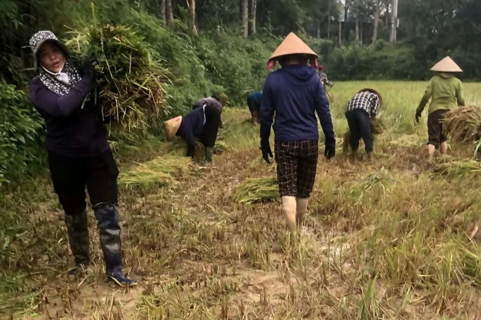 Một người đi viện, cả làng xuống đồng gặt lúa giúp Một người đi viện, cả làng xuống đồng gặt lúa giúp