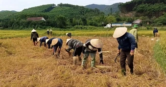 Một người đi viện, cả làng xuống đồng gặt lúa giúp