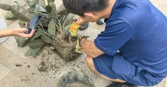 Mua chậu cây cảnh chứng kiến cảnh tượng kinh hãi