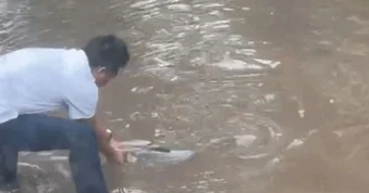 Mưa lớn gây ngập, người Hà Nội bắt cá nặng cả kg giữa phố