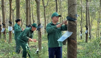 Nâng cao năng lực sản xuất gắn với tuân thủ nghiêm quy định bảo vệ môi trường trong ngành cao-su