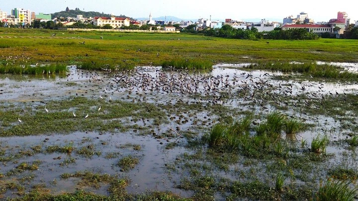 Ngắm đàn cò nhạn trong Sách Đỏ thong thả nghỉ ngơi, bay lượn trên đồng ở Đắk Lắk Ngắm đàn cò nhạn trong Sách Đỏ thong thả nghỉ ngơi, bay lượn trên đồng ở Đắk Lắk