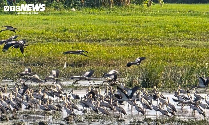 Ngắm đàn cò nhạn trong Sách Đỏ thong thả nghỉ ngơi, bay lượn trên đồng ở Đắk Lắk Ngắm đàn cò nhạn trong Sách Đỏ thong thả nghỉ ngơi, bay lượn trên đồng ở Đắk Lắk