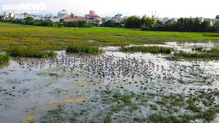 Ngắm đàn cò nhạn trong Sách Đỏ thong thả nghỉ ngơi, bay lượn trên đồng ở Đắk Lắk Ngắm đàn cò nhạn trong Sách Đỏ thong thả nghỉ ngơi, bay lượn trên đồng ở Đắk Lắk