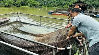Nghệ An: Cá trên sông Lam tiếp tục chết bất thường